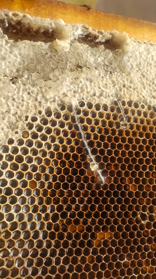THE BEE FARM- Raw Honey